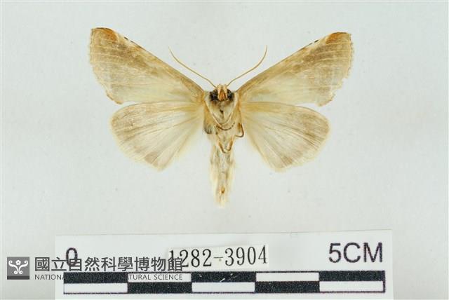 印華波紋蛾藏品圖，第2張