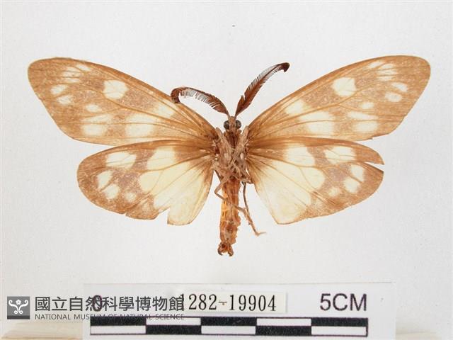 蓬萊茶斑蛾藏品圖，第2張