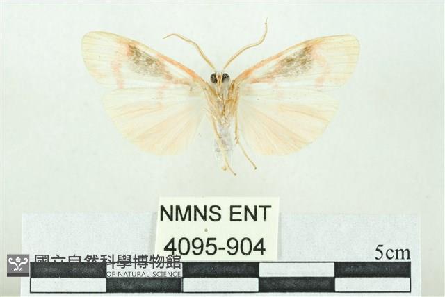 臺雪苔蛾藏品圖，第2張