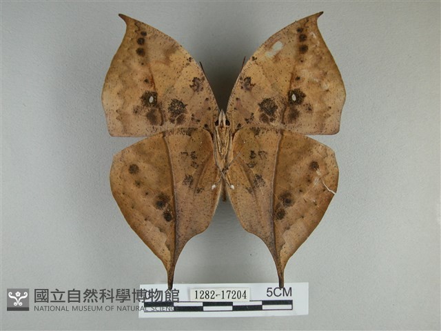 枯葉蝶藏品圖，第2張