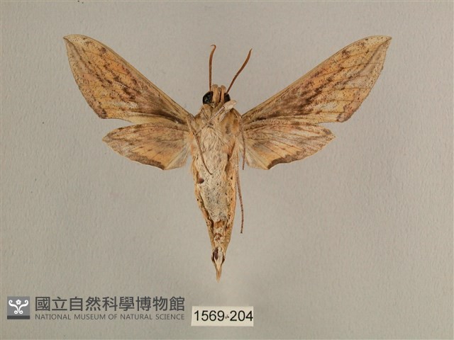 背線天蛾藏品圖，第2張
