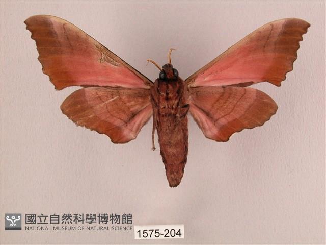 桃紅六點天蛾藏品圖，第2張