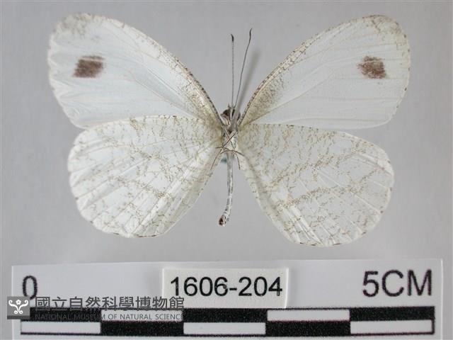 纖粉蝶藏品圖，第2張