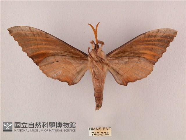 栗六點天蛾藏品圖，第2張