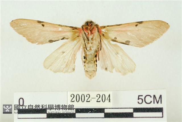 棍棒污燈蛾藏品圖，第2張