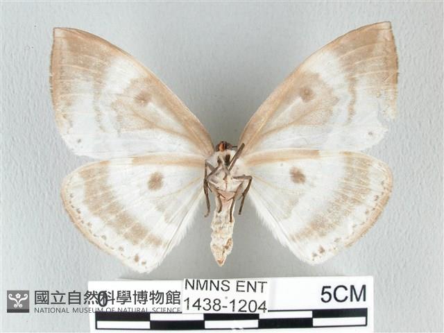 圓翅大鉤蛾藏品圖，第2張