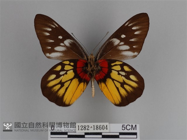 豔粉蝶藏品圖，第2張