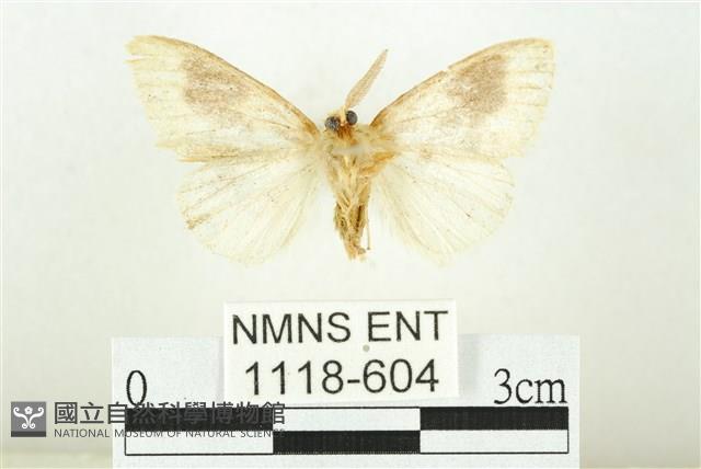 寬紋黃毒蛾藏品圖，第2張