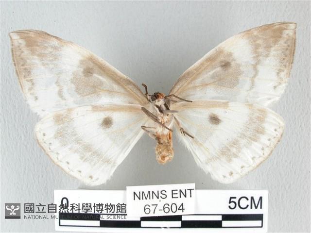 圓翅大鉤蛾藏品圖，第2張