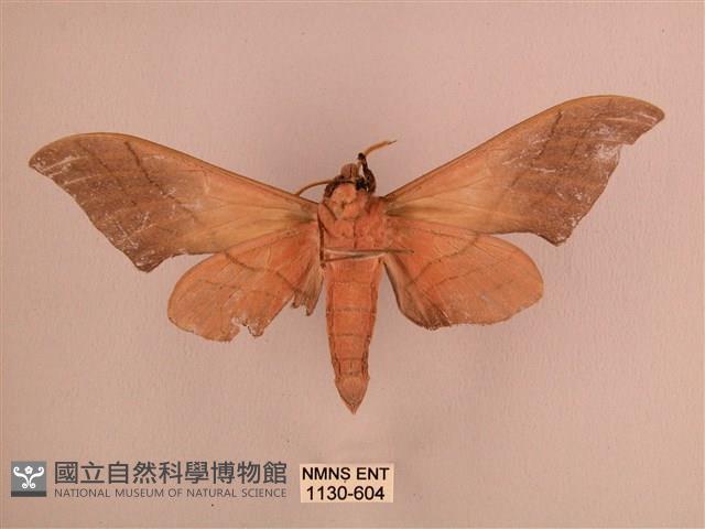 直翅六點天蛾藏品圖，第2張