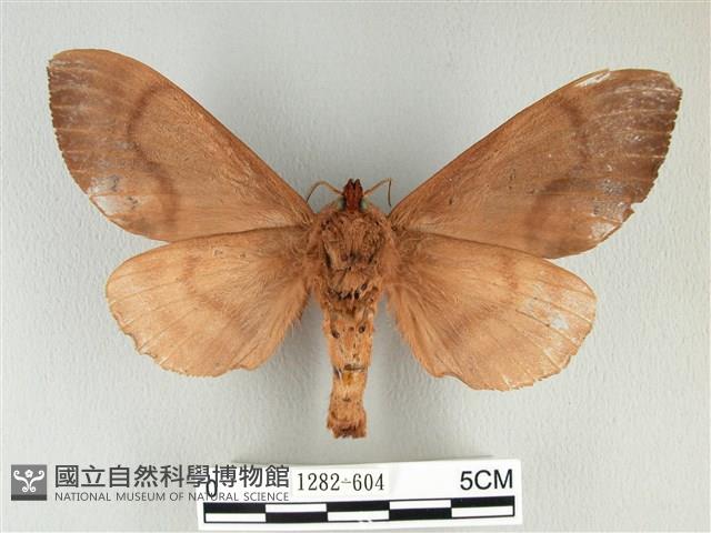 大褐斑枯葉蛾藏品圖，第2張