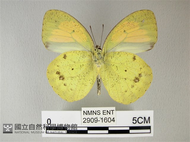 異粉蝶、雌白黃蝶藏品圖，第2張