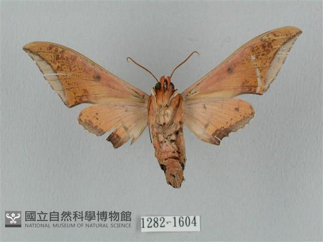 廣東鷹翅天蛾藏品圖，第2張