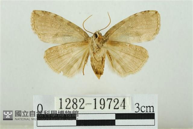 藹環波紋蛾藏品圖，第2張