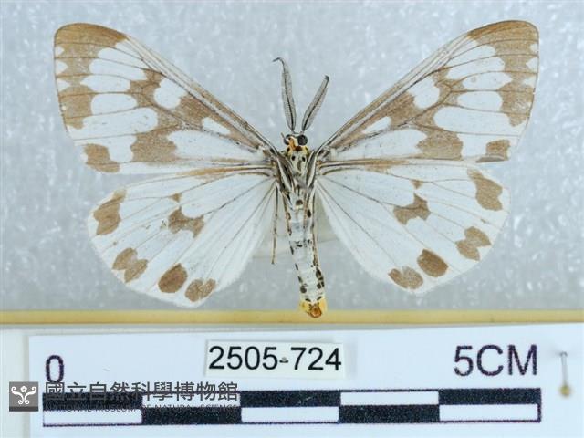 粉蝶燈蛾藏品圖，第2張