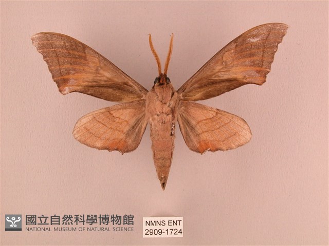 栗六點天蛾藏品圖，第2張