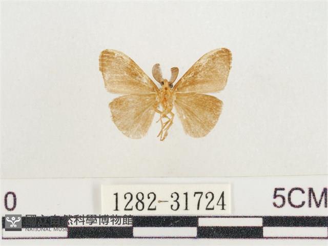 小白紋毒蛾藏品圖，第2張