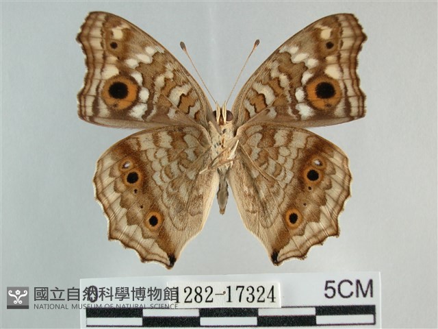 鱗紋眼蛺蝶藏品圖，第2張