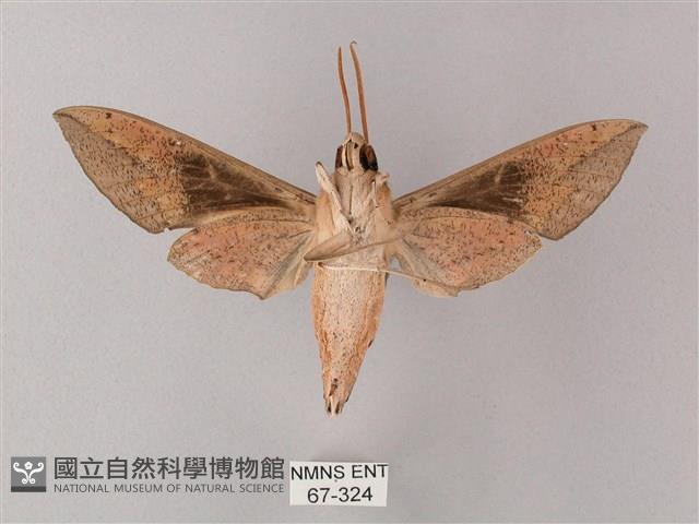 藏斜紋天蛾藏品圖，第2張