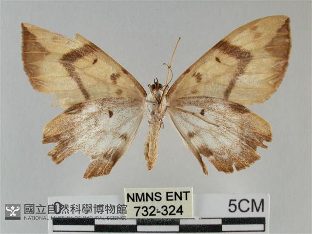枯葉尺蛾藏品圖，第2張