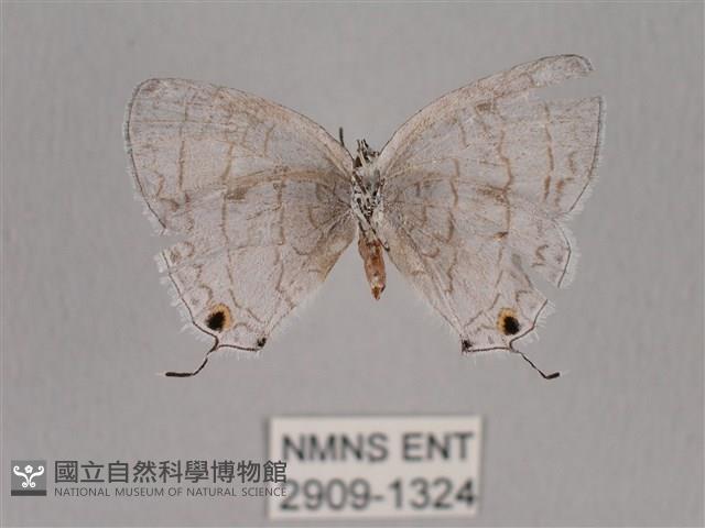 瓏灰蝶藏品圖，第2張