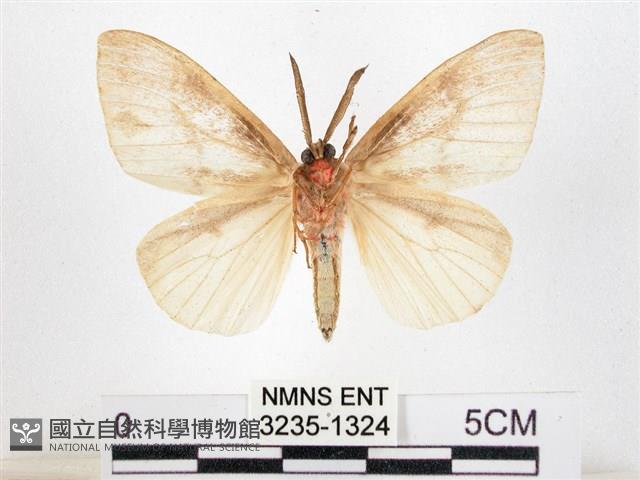 木毒蛾藏品圖，第2張