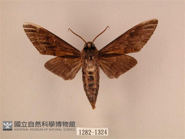 白星天蛾藏品圖，第2張