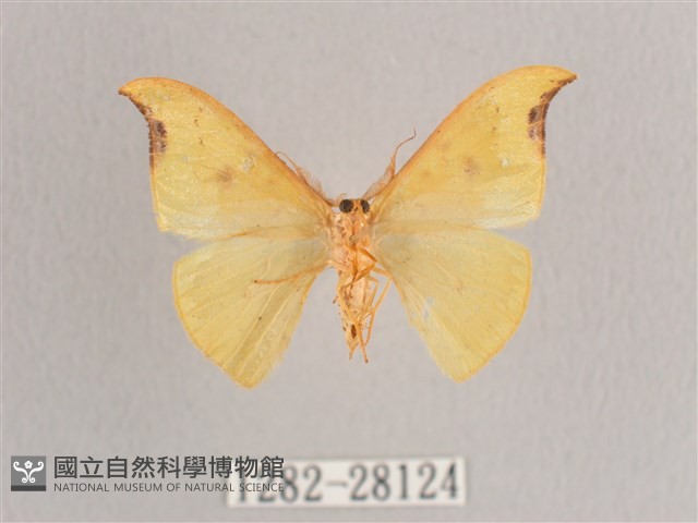 彎黑黃鉤蛾藏品圖，第2張
