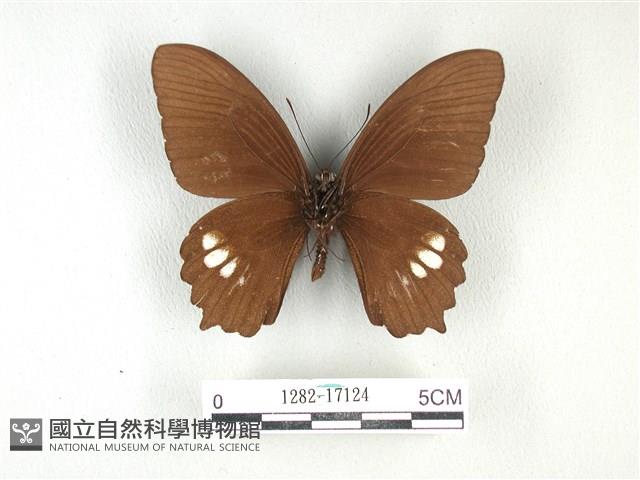 無尾白紋鳳蝶藏品圖，第2張