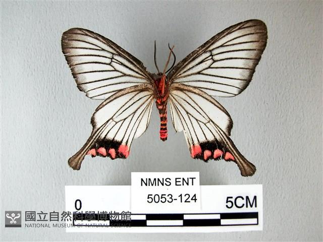 松村氏淺翅鳳蛾藏品圖，第2張