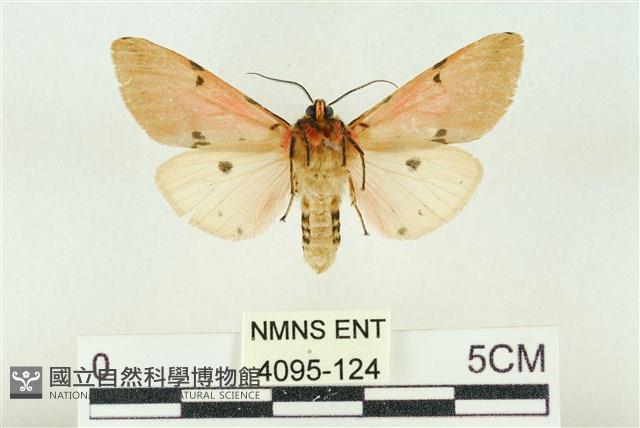 棍棒污燈蛾藏品圖，第2張