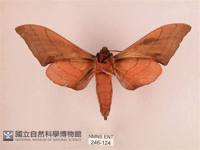 直翅六點天蛾藏品圖，第2張