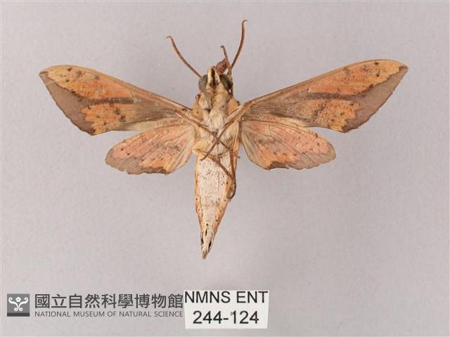 臺灣白肩天蛾藏品圖，第2張