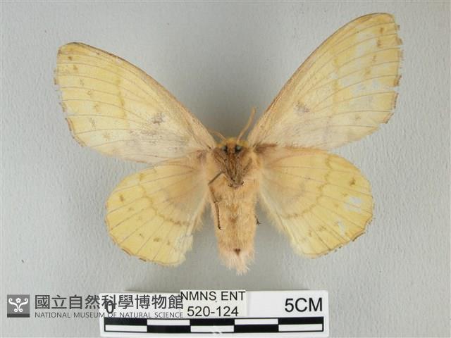 青枯葉蛾藏品圖，第2張