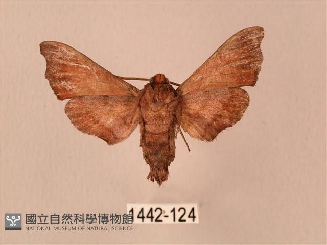 楓天蛾藏品圖，第2張