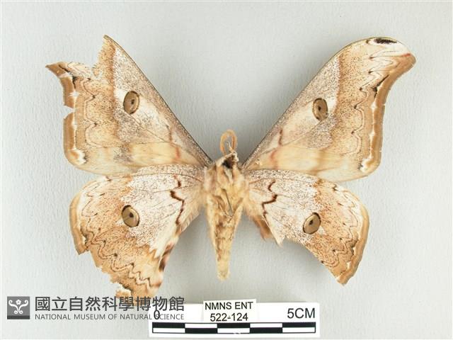 大綠目天蠶蛾藏品圖，第2張