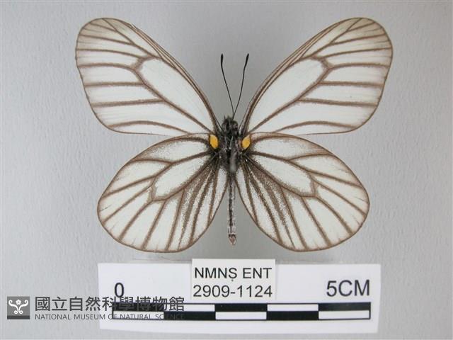 白絹粉蝶藏品圖，第2張