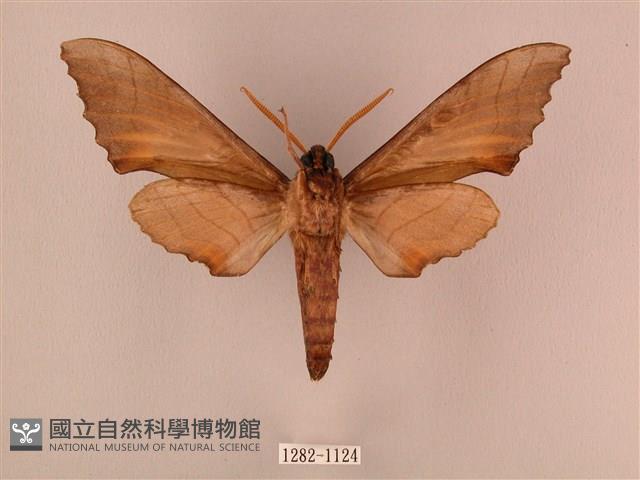 栗六點天蛾藏品圖，第2張