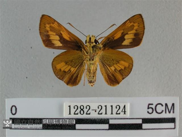 竹橙斑弄蝶藏品圖，第2張