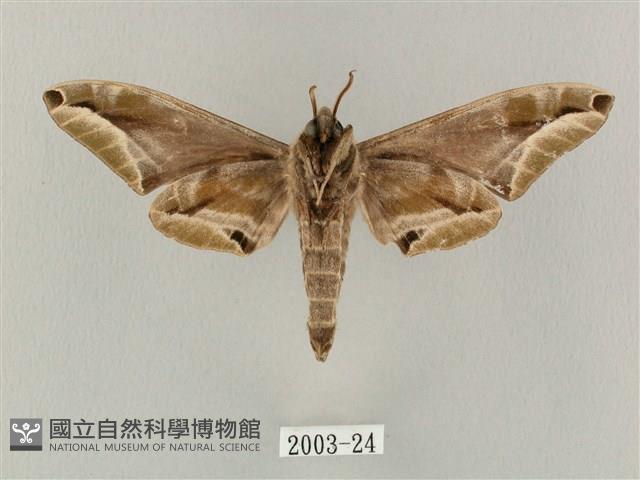 白點天蛾 藏品圖，第2張