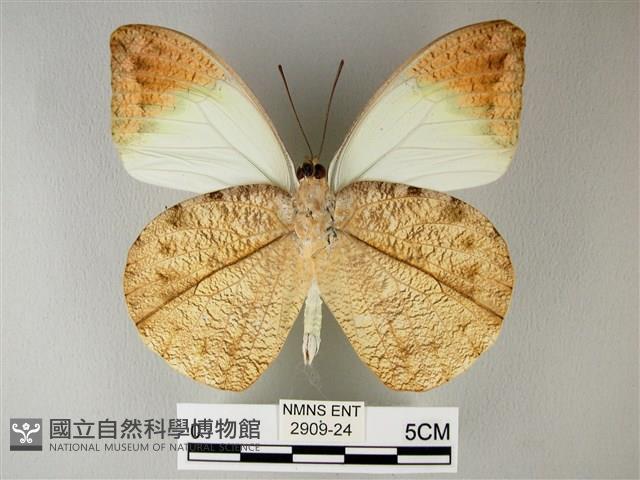 橙端粉蝶、端紅蝶藏品圖，第2張