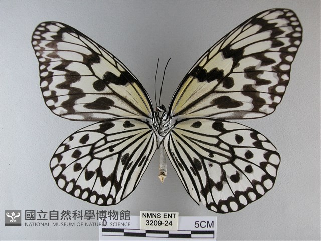大白斑蝶藏品圖，第2張