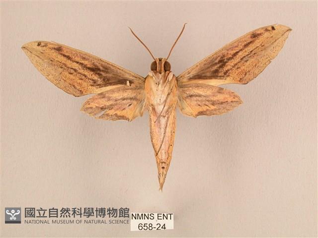 棕綠背線天蛾藏品圖，第2張