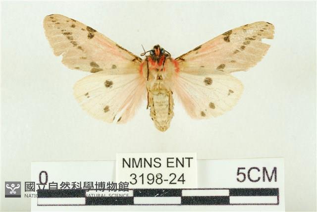 棍棒污燈蛾藏品圖，第2張