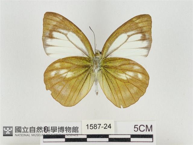 淡褐脈粉蝶藏品圖，第2張