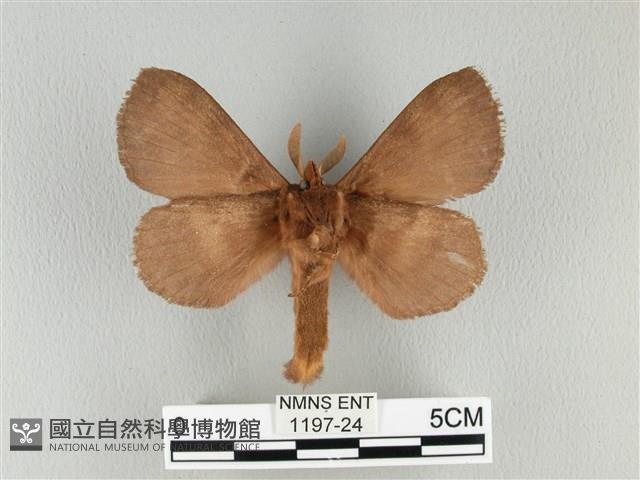 波紋枯葉蛾藏品圖，第2張