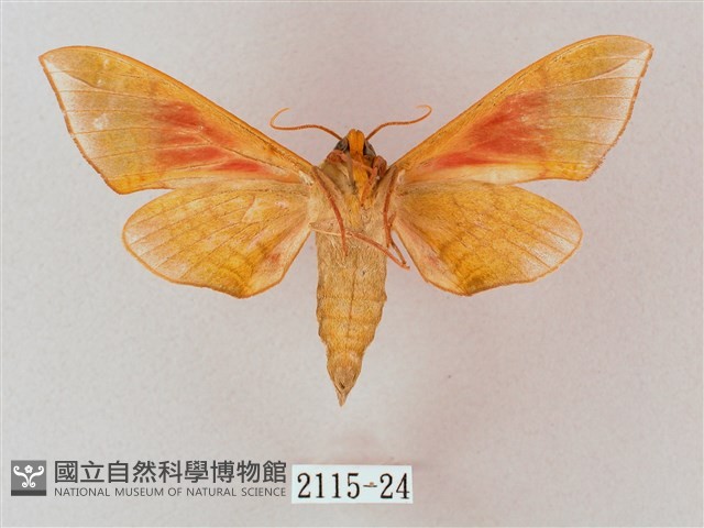 榆綠天蛾藏品圖，第2張