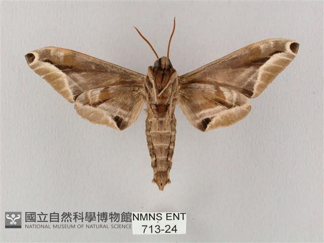 白點天蛾 藏品圖，第2張