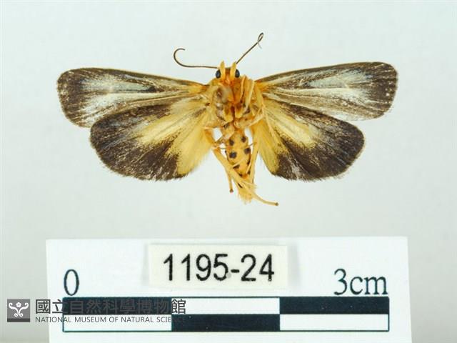黃肩奇蛾藏品圖，第2張
