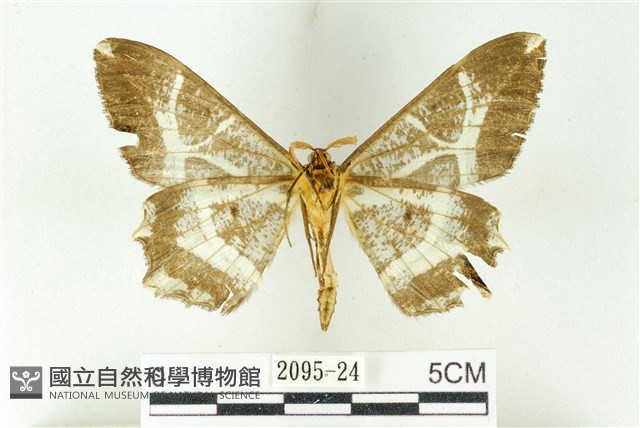 樹形尺蛾藏品圖，第2張